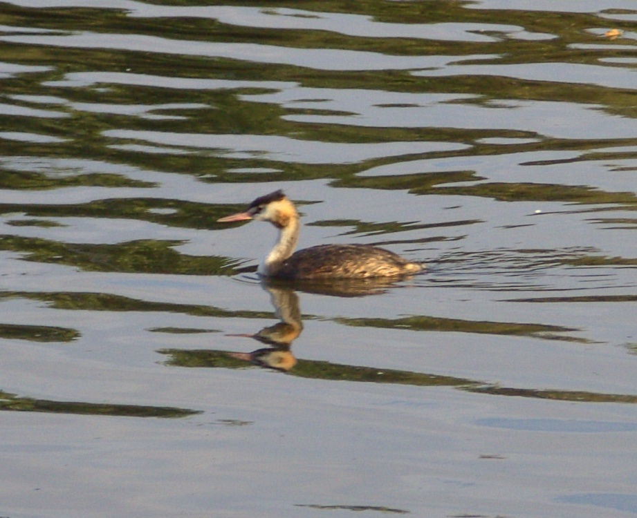 Great Crested Grebe, Clumber Country Park, Worksop, Nottinghamshire