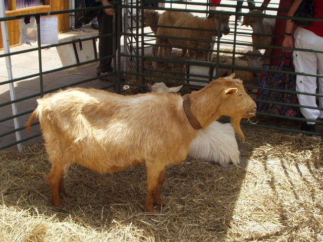 Goat at Gloucester's Medieval Fayre in June 2006.