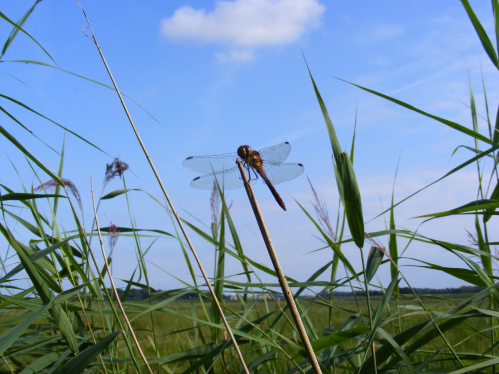 A Dragonfly at Ludham