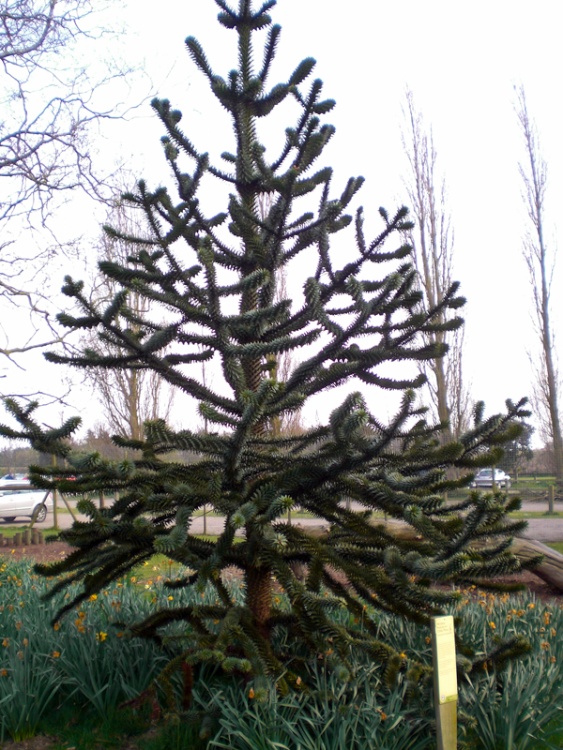 Monkey Puzzle Tree at Thrigby Hall, Filby, Norfolk