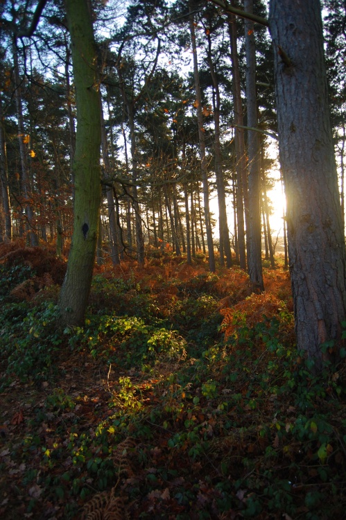 Hopwas woods, Staffordshire