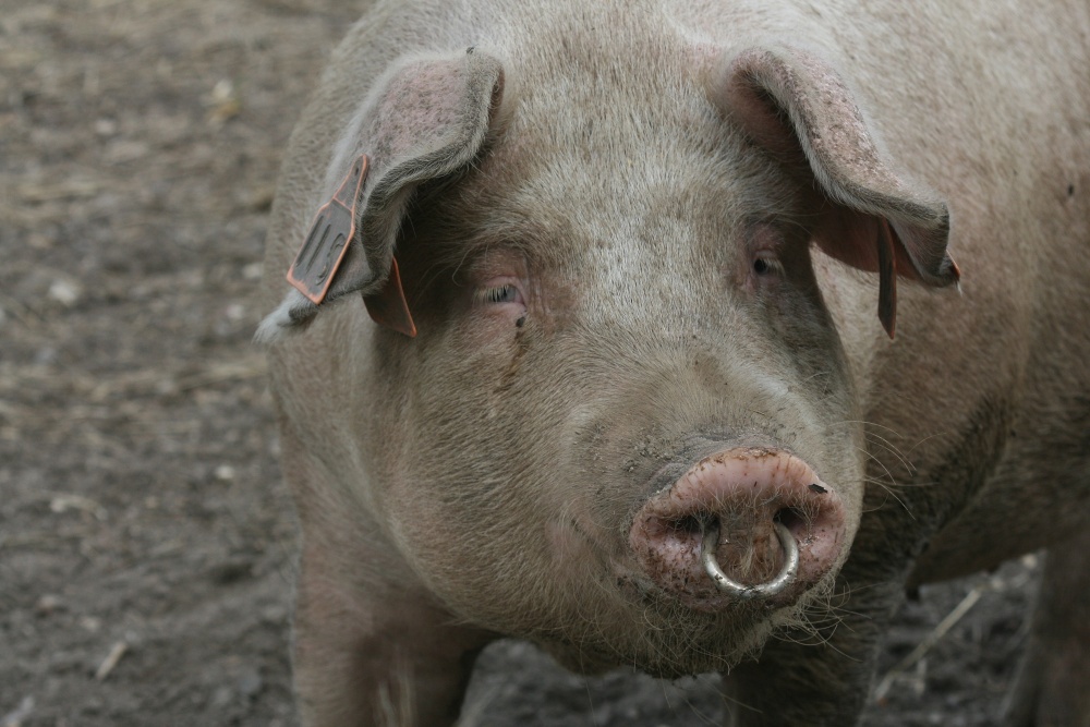 Pigs at Blythburgh