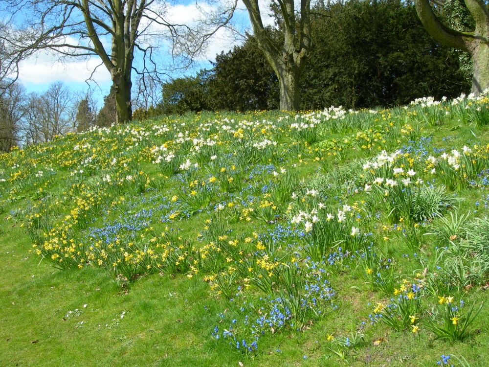 Spring flowers on the bank at Waddesdon Manor, Buckinghamshire