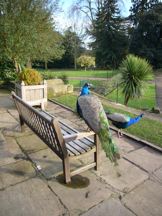 Peacocks in the park at Warwick Castle