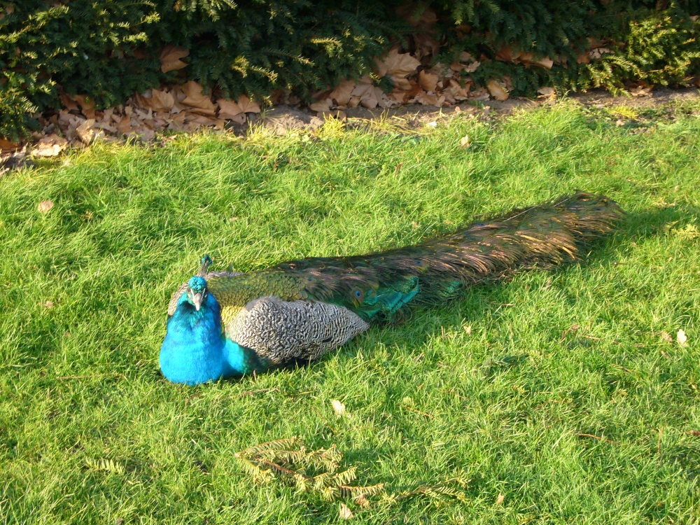 A resting Peacock at Warwick Castle in Warwickshire