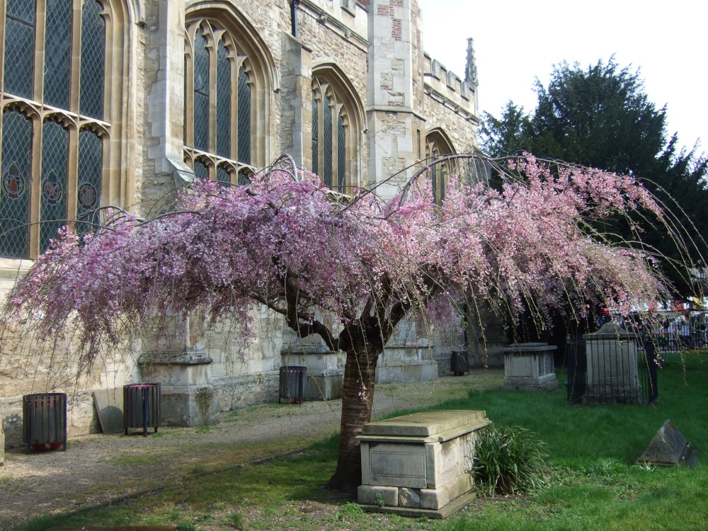 Churchyard of St Mary's Church in Cambridge