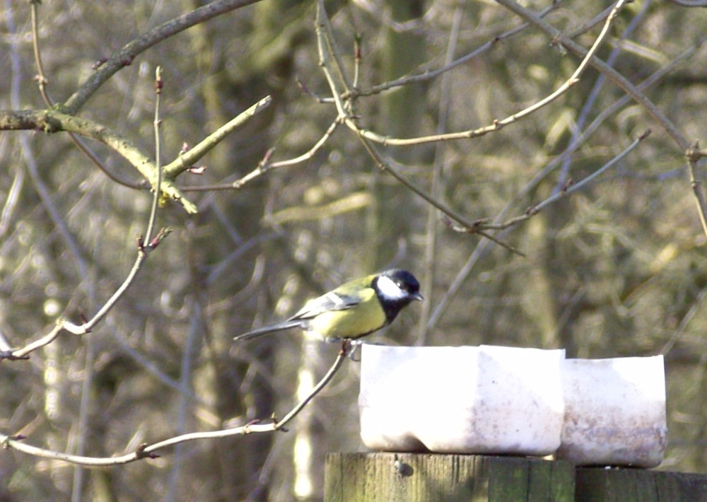 Great Tit at Sherwood Forest, Mansfield, Nottinghamshire