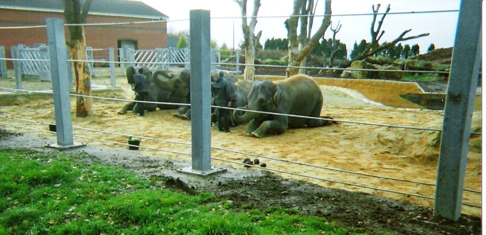 Elephants, Twycross Zoo, Leicestershire