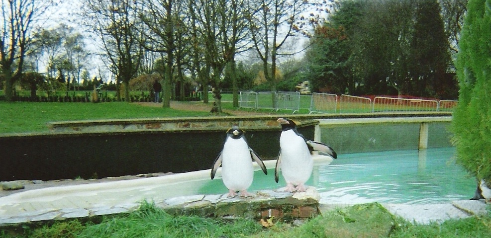 King Penguins, Twycross Zoo, Leicestershire