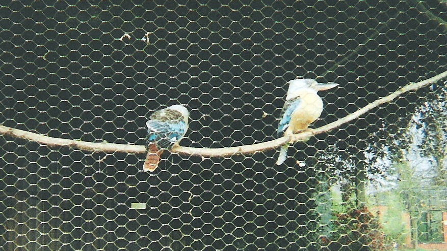 Kookaburra, Twycross Zoo, Leicestershire