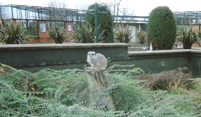 Meerkat, Twycross Zoo, Leicestershire