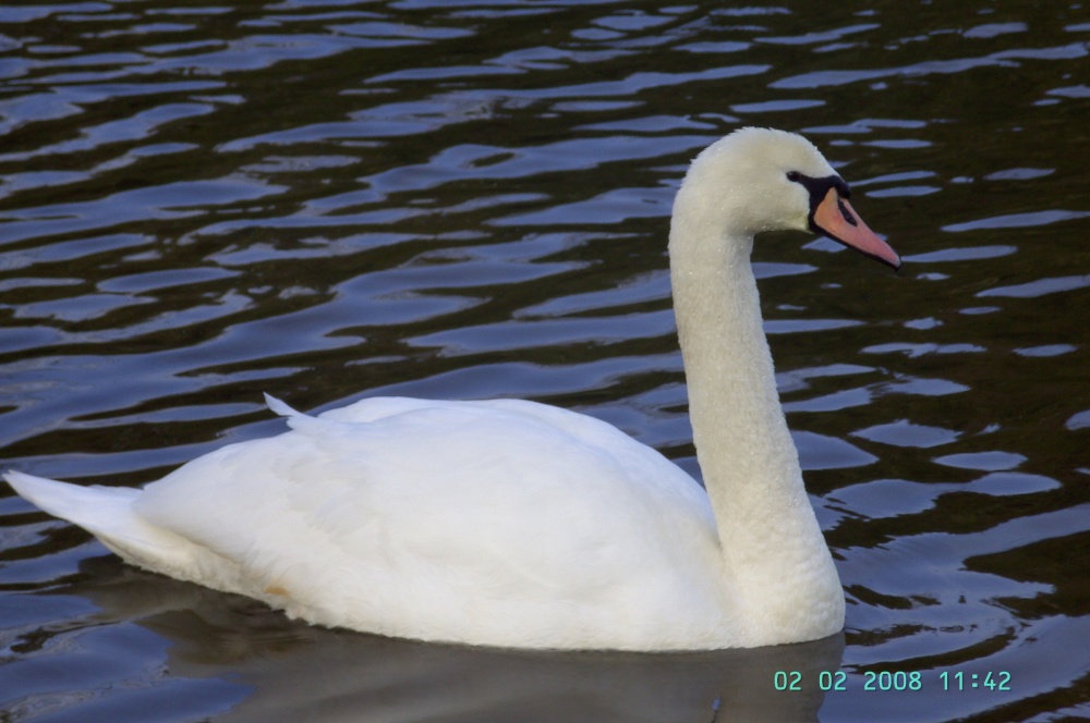 A Swan, Clumber Country Park, Worksop, Nottinghamshire