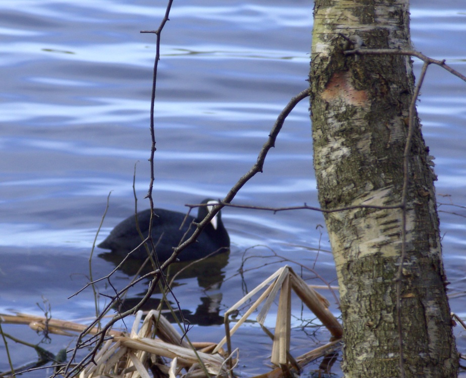A Coot, Clumber Country Park, Worksop, Nottinghamshire