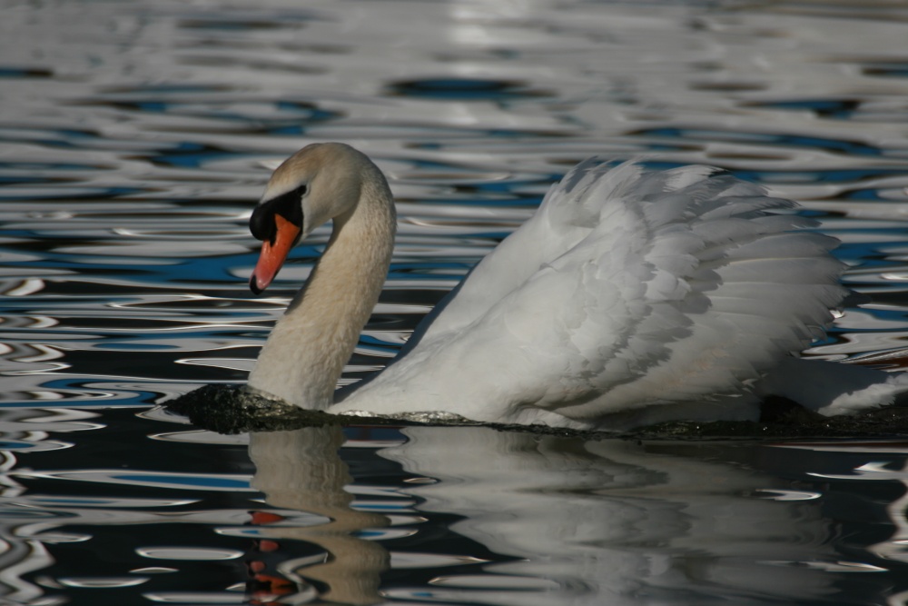 Lone Swan at Oulton Broad, Suffolk