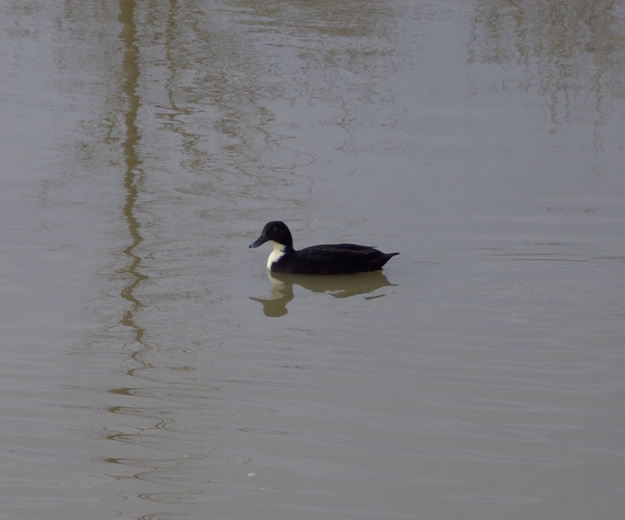 Duck, Chesterfield Canal, Worksop, Nottinghamshire