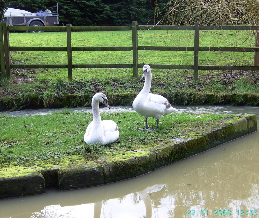 Canal Swans, Chesterfield Canal, Worksop, Nottinghamshire