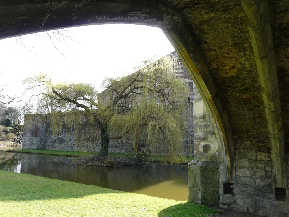 Weeping Willow, Eltham Palace, Greater London