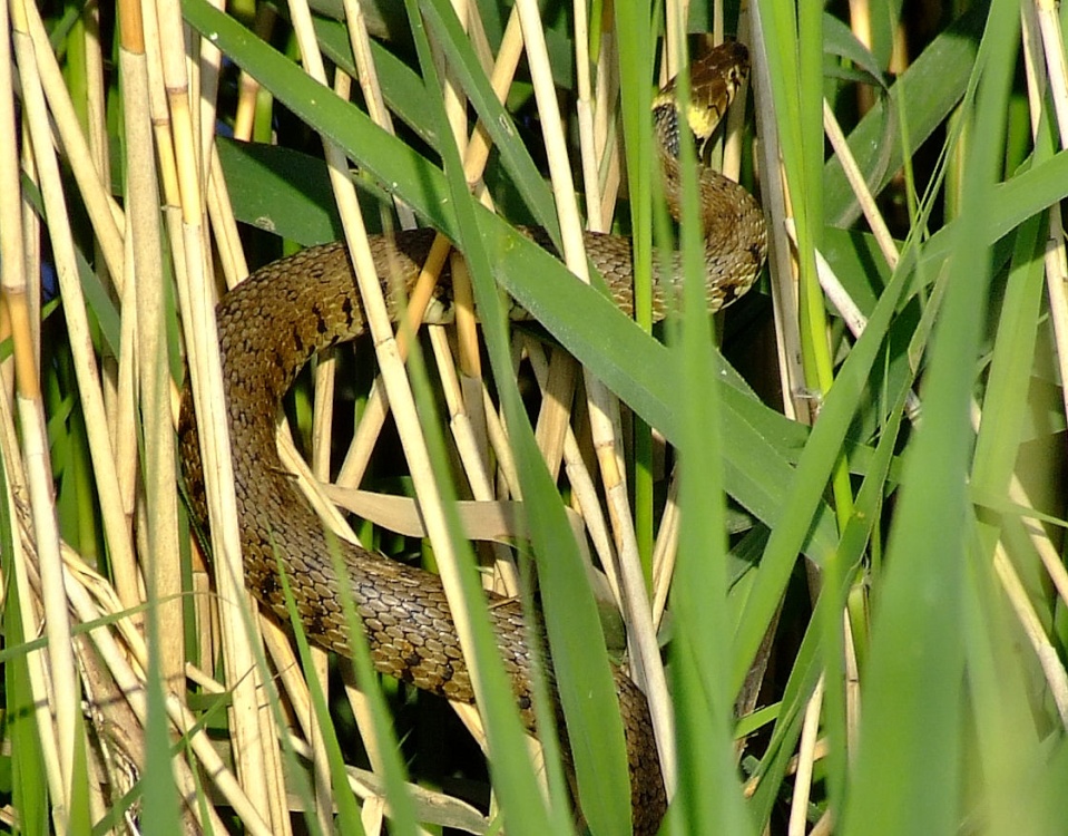 Grass snake....natrix natrix, Broomfleet, East Yorkshire