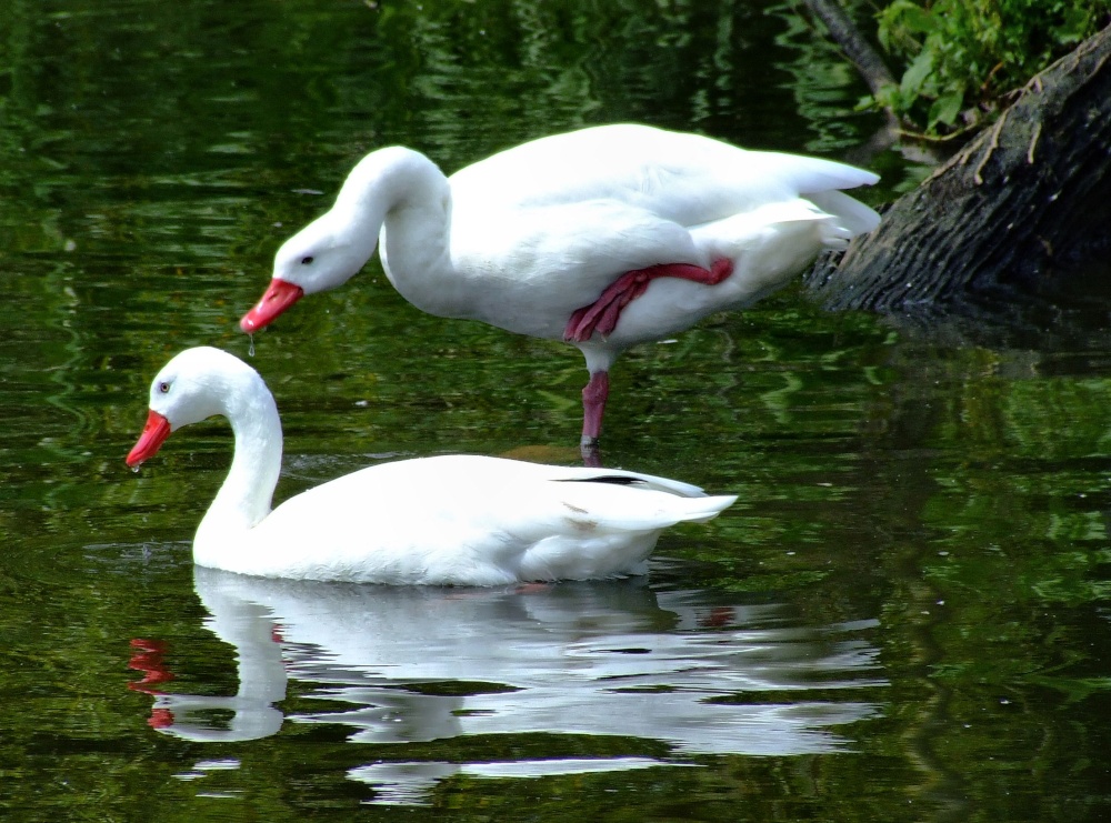 Corsoroba swans, Wildfowl & Wetlands Trust Martin Mere, Burscough, Lancashire