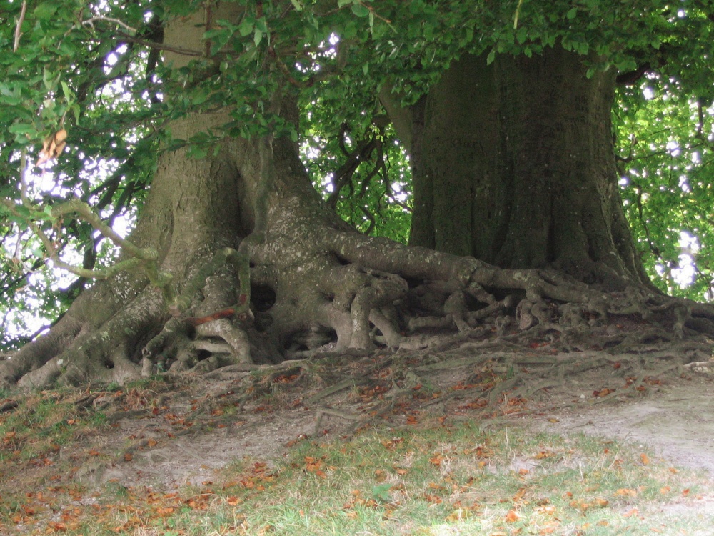 Beach Trees, Avebury