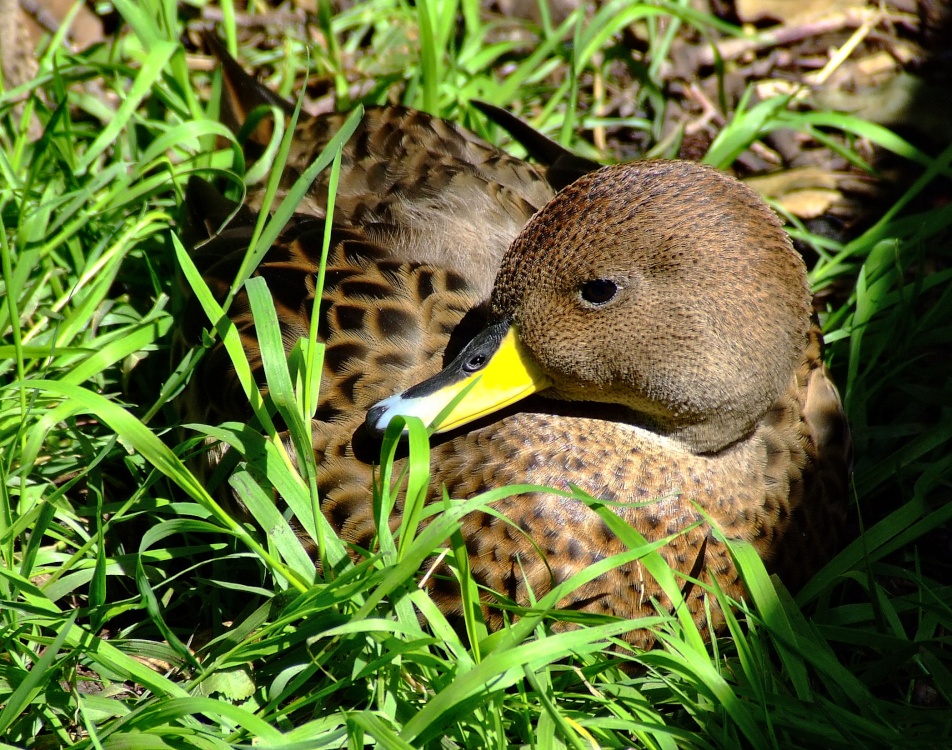 Duck, Wildfowl & Wetlands Trust Martin Mere, Lancashire