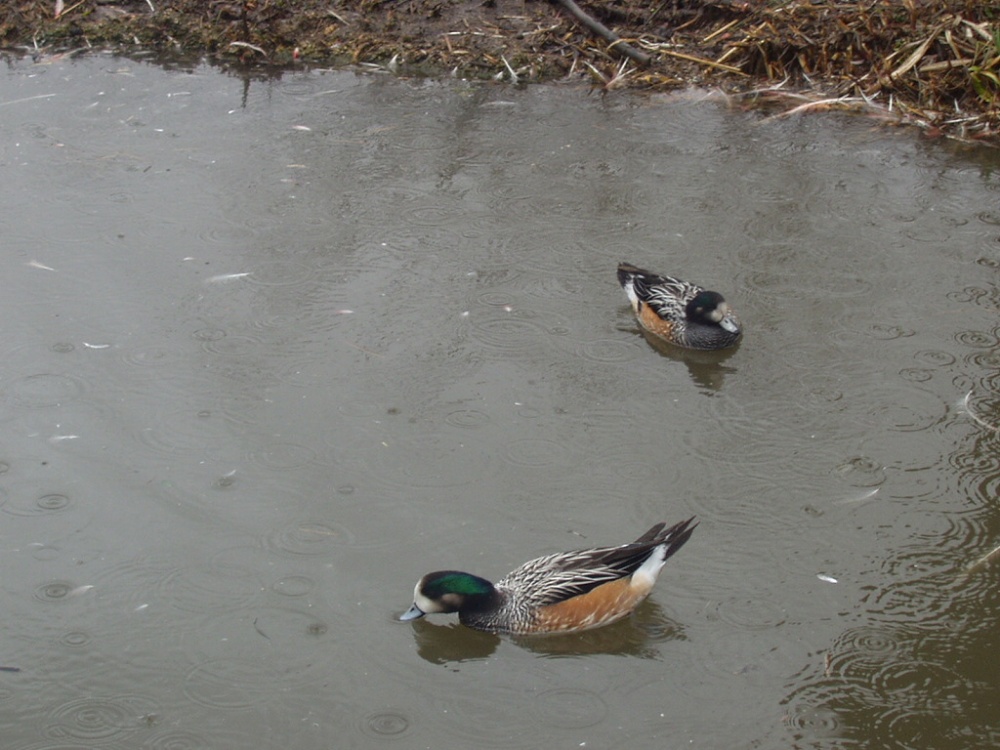 Weather for Ducks, Wildfowl & Wetlands Trust, Slimbridge, Gloucestershire