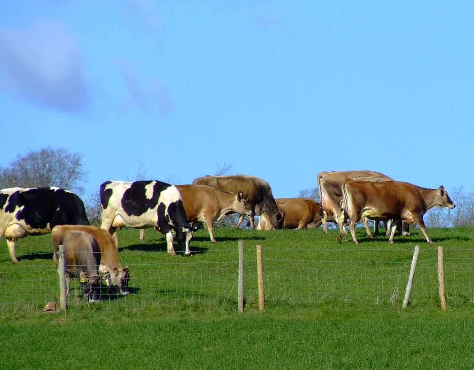 Tidenham cattle, Gloucestershire