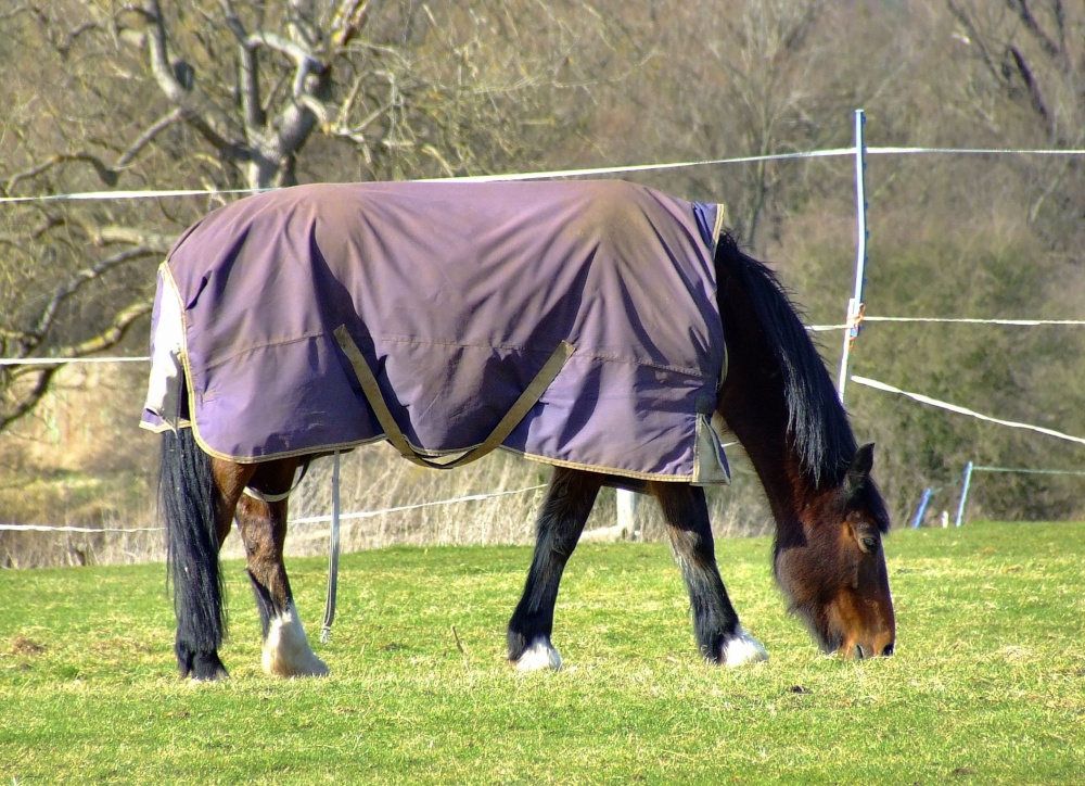 Horse at Sutton, Cambridgeshire