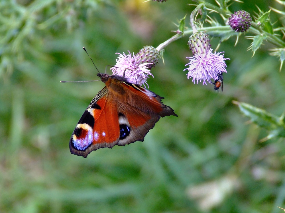 Peacock butterfly, North Cave, East Riding of Yorkshire