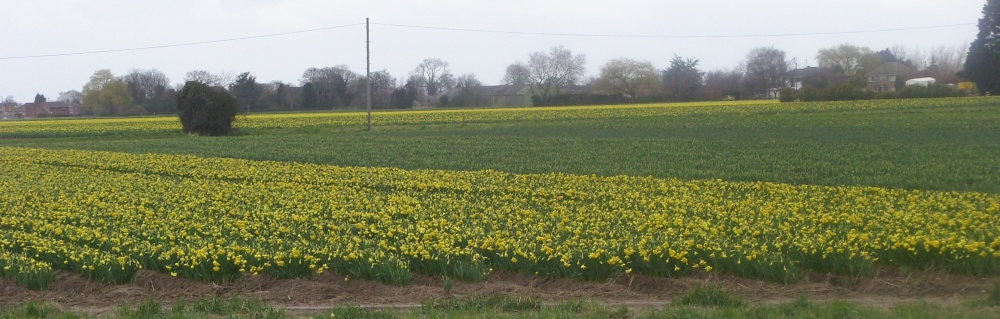 Daffodil Fields, Lincolnshire