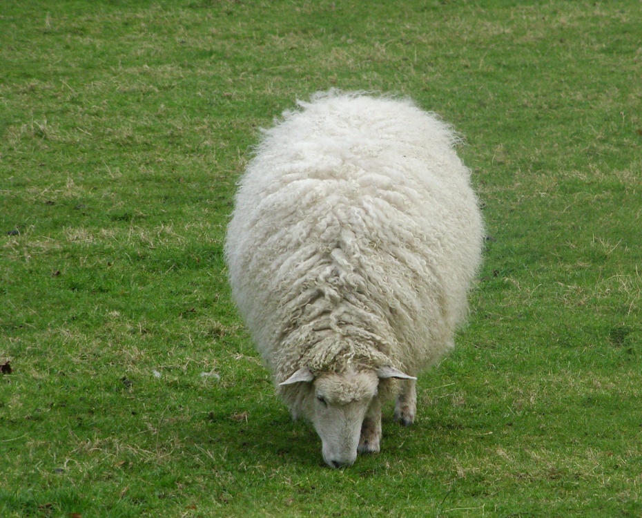 Sheep, Castle Rising, Norfolk