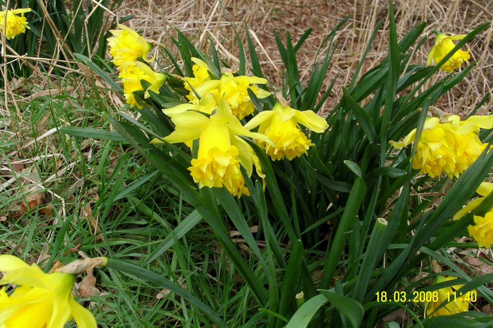 Daffodils, Horsey Mere, Norfolk