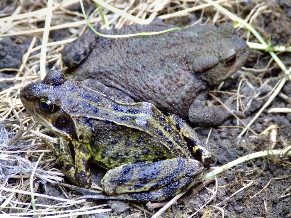 Common frog....rana temporaria and common toad....bufo bufo