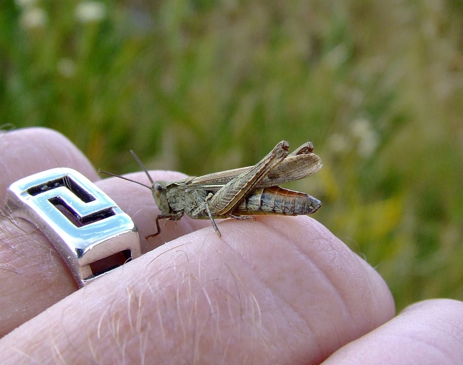 Stripe-winged grasshopper....stenobothrus lineatus