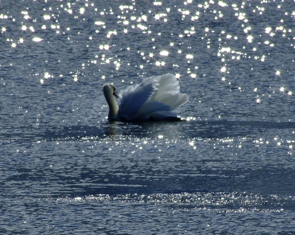 Mute swan....cygnus olor, on Brickyard pond