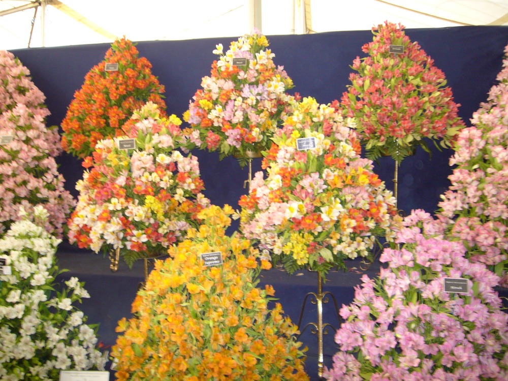 Hampton Court Flower Show 2007