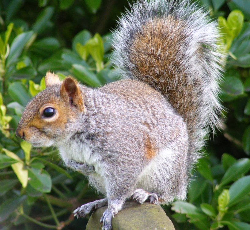 Squirrel, Great Yarmouth, Norfolk