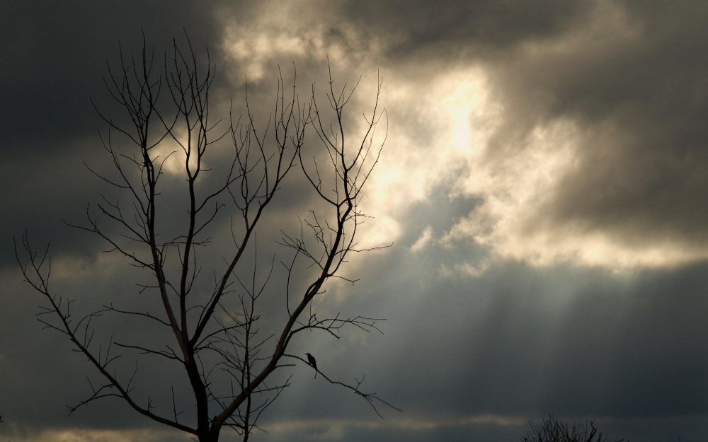 Bird in tree against sky, Waddesdon, Bucks
