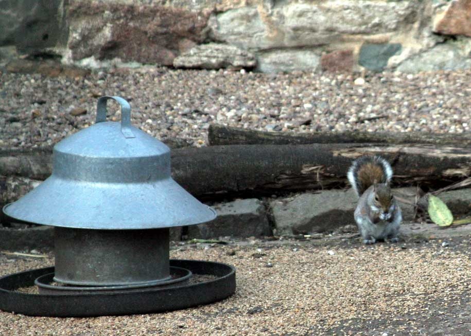 Cheeky squirrel