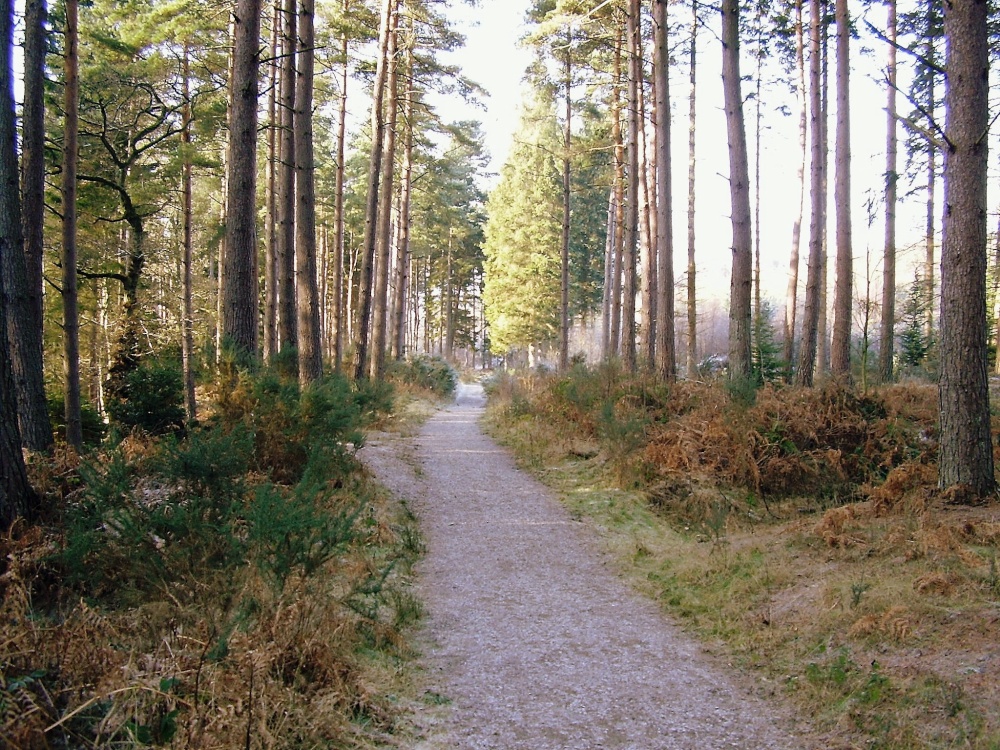 Hamsterley forest