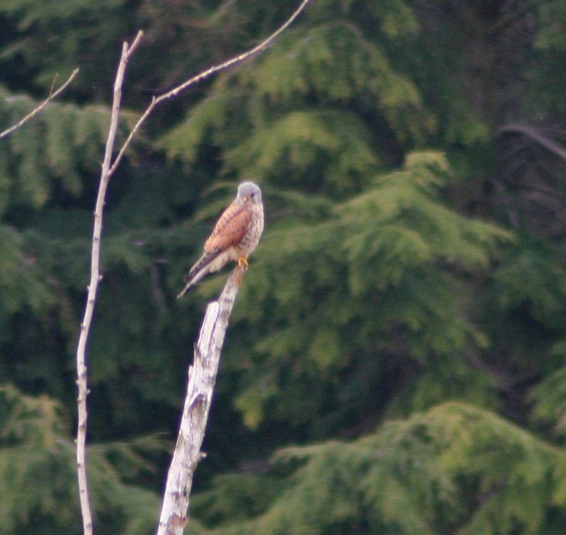 Kestrel perched in Gibside Woods.