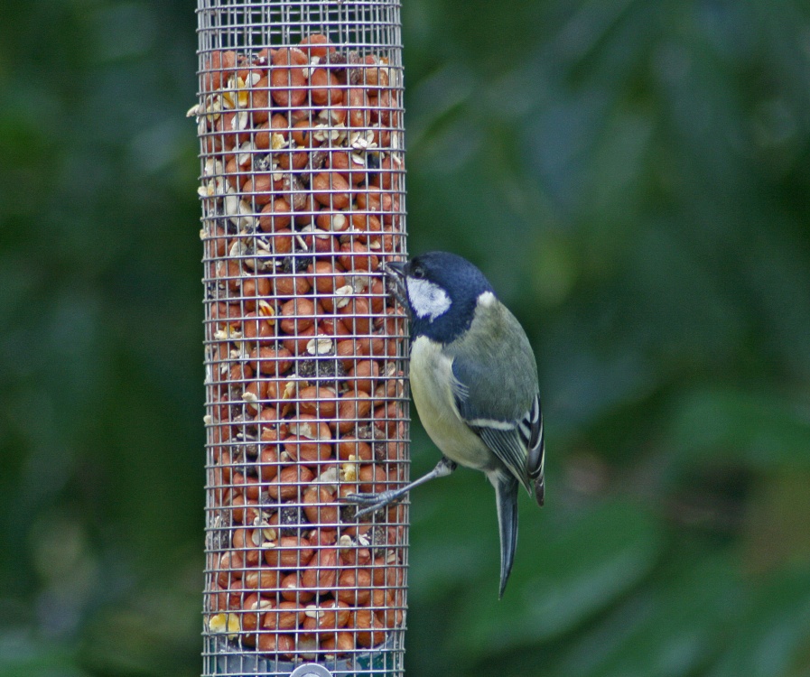 Great Tit at Gibside.