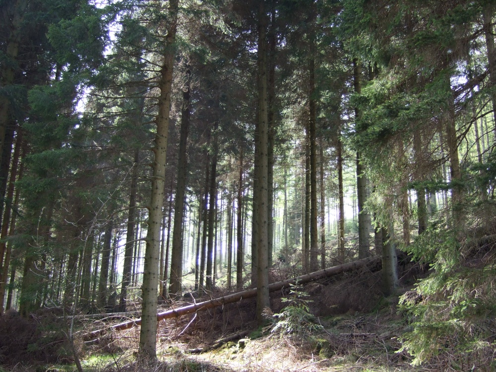 Grizedale Forest Park, Hawkshead, Cumbria