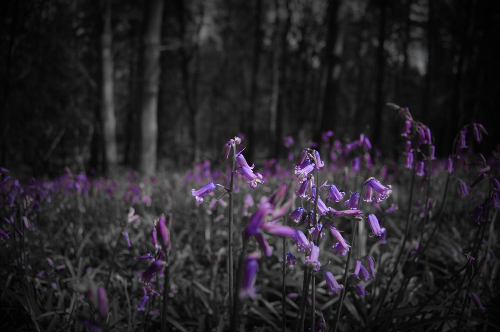 bluebells in a dark forest