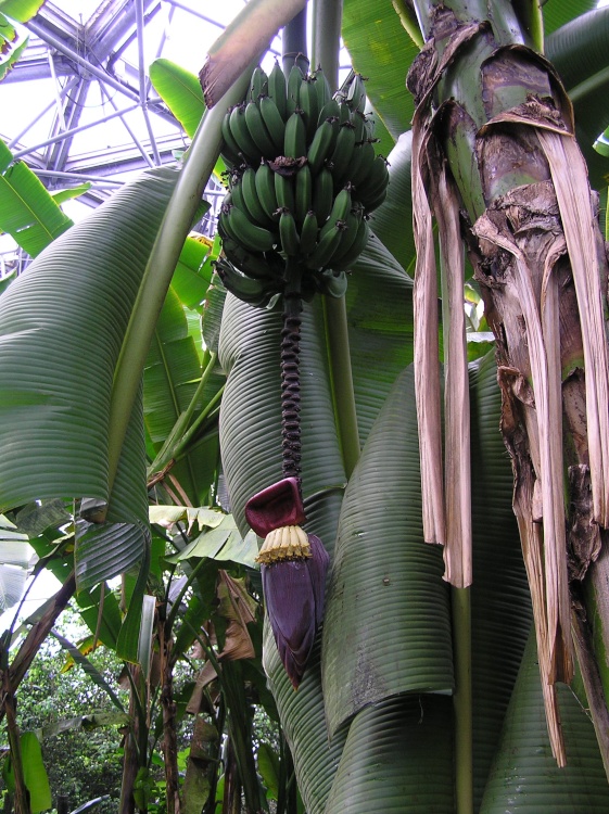 Banana flower and fruit growing in the tropical biome at Eden