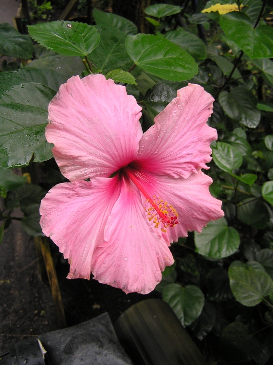 Large hibiscus flower in the tropical biome at Eden