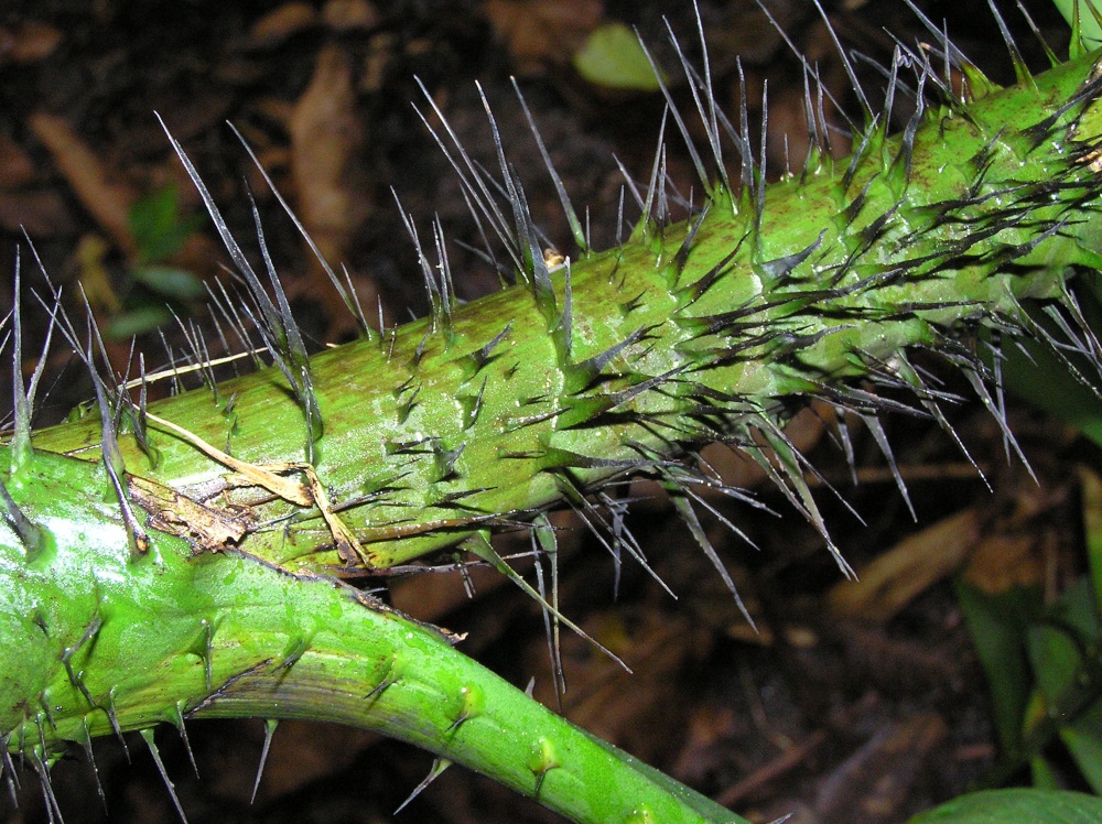 Spikes on the stem of a plant in the tropical biome at Eden