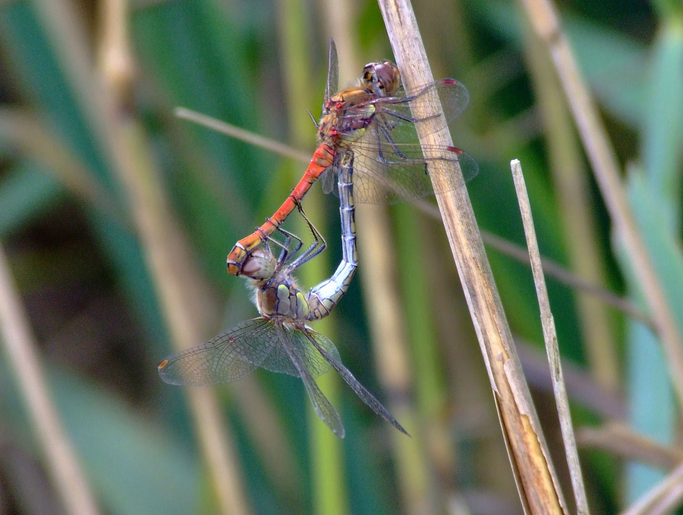 Mating common darter dragonflies
