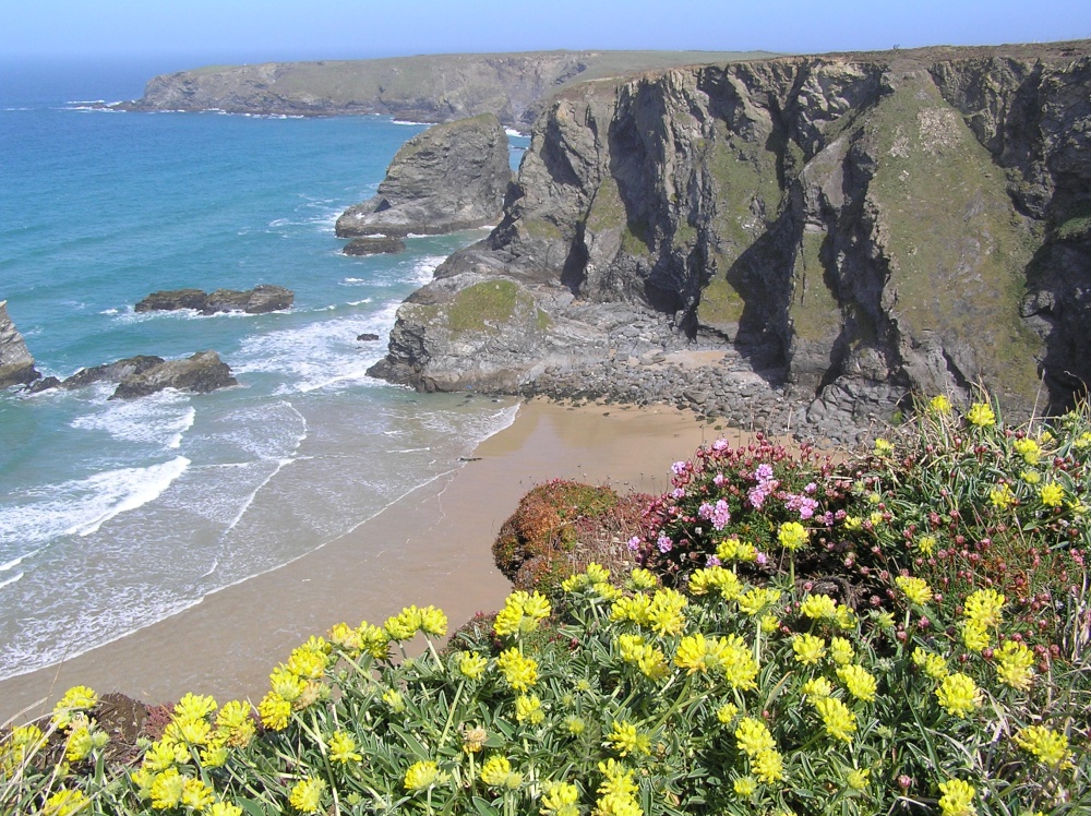 Wild flowers carpet the cliffs at Bedruthan Steps, Cornwall