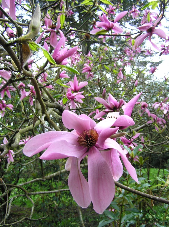 Magnolia flowering in Caerhays Castle garden, Cornwall